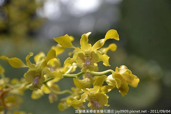 [宜蘭礁溪] 金車蘭花園 北台灣最大的專業蘭園 20110904-斯麥樂三號旅遊趴趴走