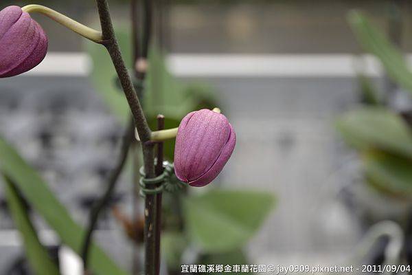 [宜蘭礁溪] 金車蘭花園 北台灣最大的專業蘭園 20110904-斯麥樂三號旅遊趴趴走