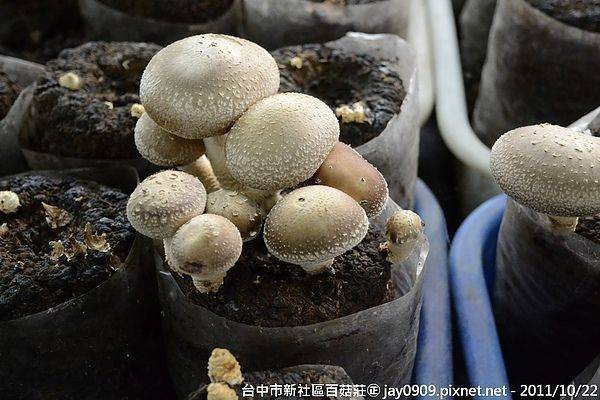 [台中新社] 百菇莊 有吃又有體驗採香菇樂趣的好地方 20111022-斯麥樂三號旅遊趴趴走