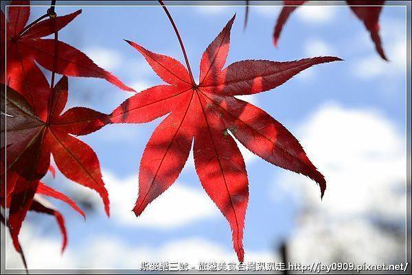 [台中和平] 福壽山農場賞楓趣 尋找美麗的秋天 20121103-斯麥樂三號旅遊趴趴走