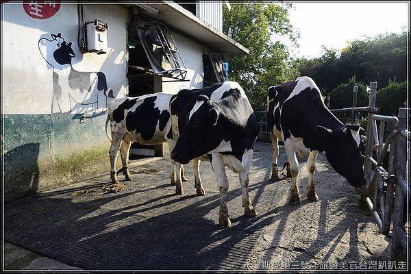 [苗栗竹南] 四方鮮乳牧場 餵小乳牛滑草趣 20130119-斯麥樂三號旅遊趴趴走
