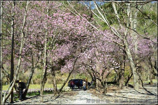 [台中和平] 2013武陵農場櫻花季 不可錯過的紅粉佳人櫻花風暴 (上) 20130206-斯麥樂三號旅遊趴趴走
