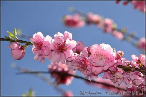 [台中和平] 2013武陵農場櫻花季 不可錯過的紅粉佳人櫻花風暴 (上) 20130206-斯麥樂三號旅遊趴趴走