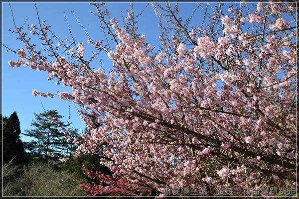 [台中和平] 2013武陵農場櫻花季 不可錯過的紅粉佳人櫻花風暴 (下) 20130207-斯麥樂三號旅遊趴趴走