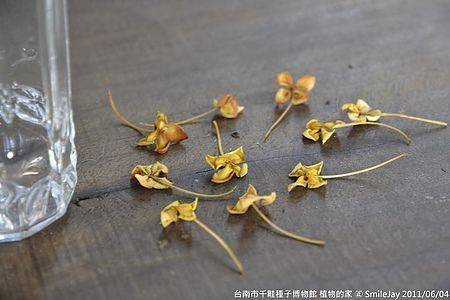 [台南北區] 千畦種子植物的家 綠手指生態關懷協會 遊記 20110604-斯麥樂三號旅遊趴趴走