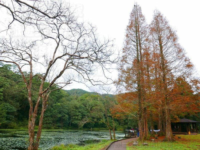 [宜蘭員山] 福山植物園 步道漫步趣 20211219-斯麥樂三號旅遊趴趴走