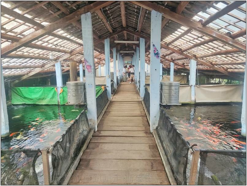 [桃園龍潭] 繞山花（三和青創基地）、佳河錦鯉園 20240915-斯麥樂三號旅遊趴趴走