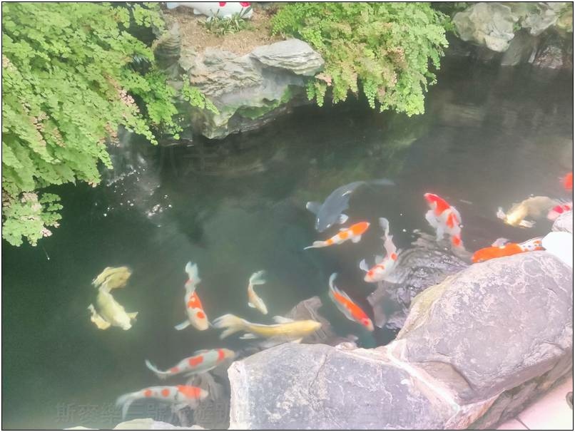 [桃園龍潭] 繞山花（三和青創基地）、佳河錦鯉園 20240915-斯麥樂三號旅遊趴趴走