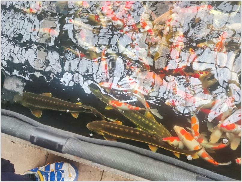 [桃園龍潭] 繞山花（三和青創基地）、佳河錦鯉園 20240915-斯麥樂三號旅遊趴趴走