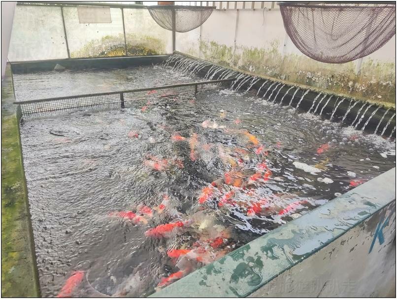 [桃園龍潭] 繞山花（三和青創基地）、佳河錦鯉園 20240915-斯麥樂三號旅遊趴趴走