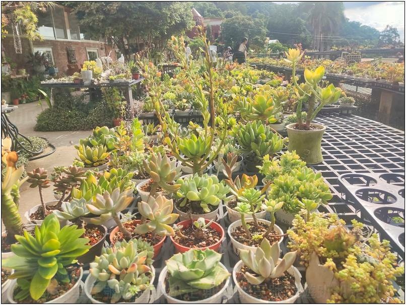 [桃園龍潭] 繞山花（三和青創基地）、佳河錦鯉園 20240915-斯麥樂三號旅遊趴趴走