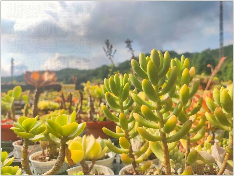 [桃園龍潭] 繞山花（三和青創基地）、佳河錦鯉園 20240915-斯麥樂三號旅遊趴趴走