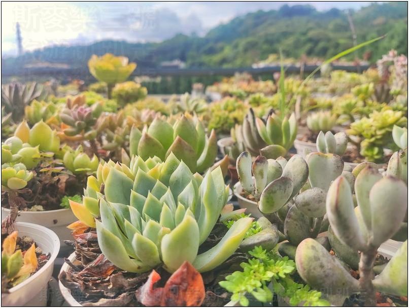 [桃園龍潭] 繞山花（三和青創基地）、佳河錦鯉園 20240915-斯麥樂三號旅遊趴趴走