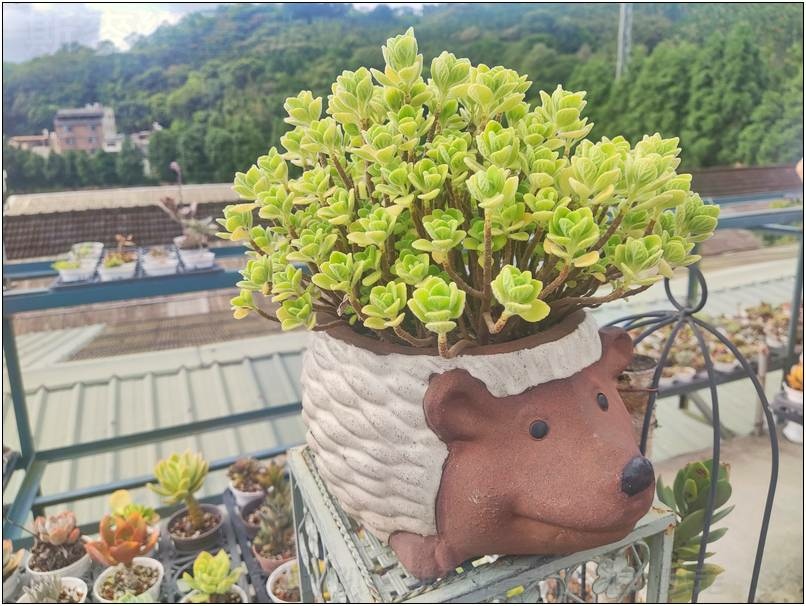 [桃園龍潭] 繞山花（三和青創基地）、佳河錦鯉園 20240915-斯麥樂三號旅遊趴趴走