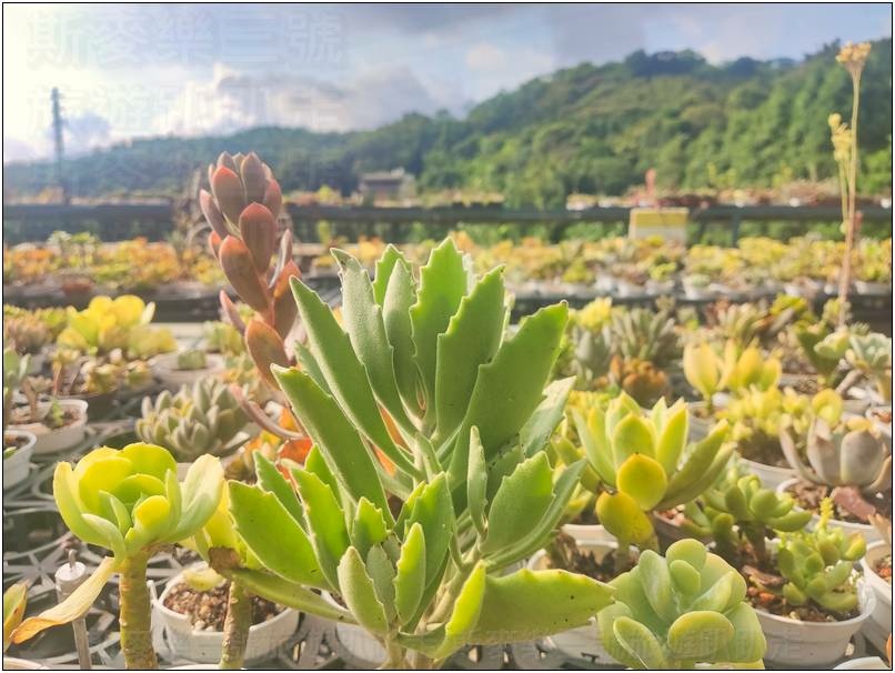 [桃園龍潭] 繞山花（三和青創基地）、佳河錦鯉園 20240915-斯麥樂三號旅遊趴趴走