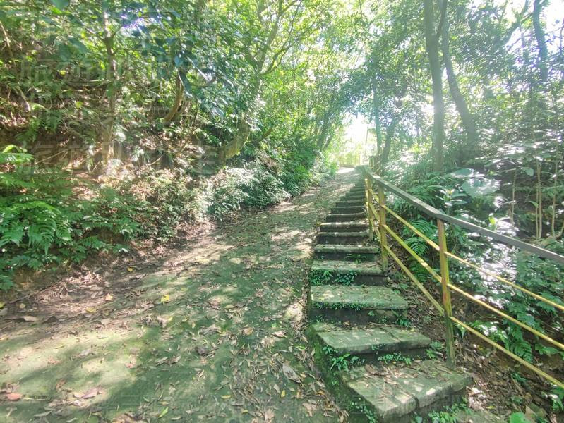 沿途樹木很高,蕨類也長得很茂盛,陽光從樹葉間照進來,走在裡面很有森林的感覺。 沿途樹木很高,蕨類也長得很茂盛,陽光從樹葉間照進來,走在裡面很有森林的感覺。
