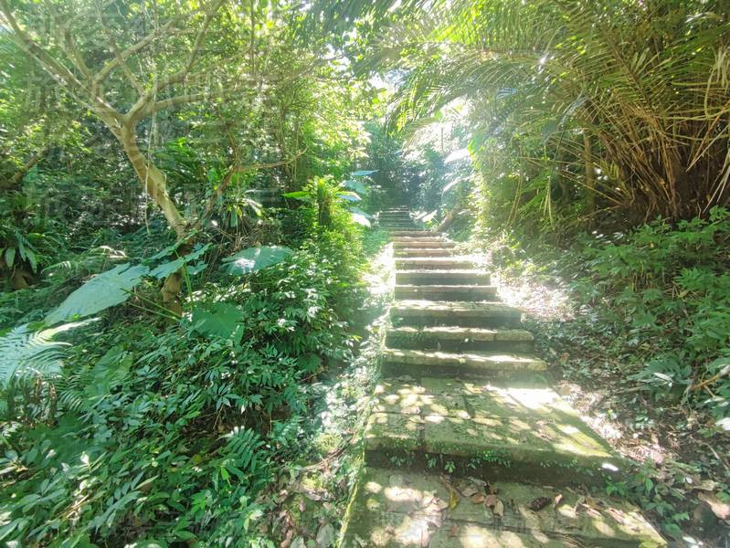 兩旁的樹林很密,蕨類和灌木也不少,坡度慢慢變得比較明顯,這時候才真的感受到小百岳也是要花點體力的。 兩旁的樹林很密,蕨類和灌木也不少,坡度慢慢變得比較明顯,這時候才真的感受到小百岳也是要花點體力的。